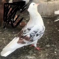 کبوتر پشتار