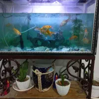 اکواریوم وماهی