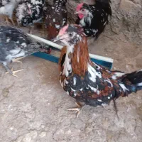 خروس چهل تاج ریشو