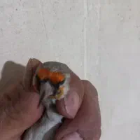 سهره دورگ کرمانی نر