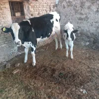 فروش گاو|حیوانات مزرعه|یزد, |دیوار