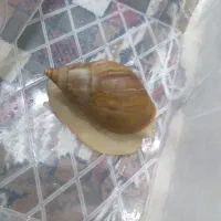 حلزون برای صورت