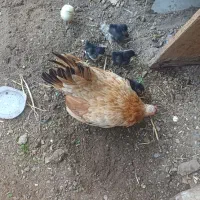 تخم نطفه دارکوشین ولهستانی