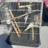 عروس هلندی|پرنده|ملایر, |دیوار