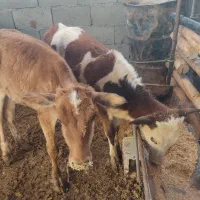 گوساله ماده ۳راس