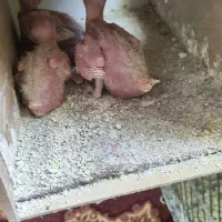 جفت عروس هلندی با جوجه|پرنده|ملایر, |دیوار