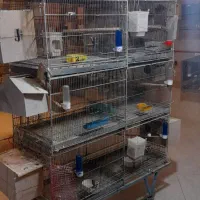 قفس ۸خان پژاوند قاطری قفس کاسکویی ۱۰۳۳و ۱۰۳۲|لوازم جانبی حیوانات|تهران, شهرک دریا|دیوار