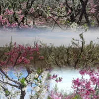 باغ چهاردیواری در رامجین سهیلیه|فروش خانه و ویلا|رامجین, |دیوار