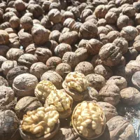 گردو|خوردنی و آشامیدنی|شاهین دژ, |دیوار