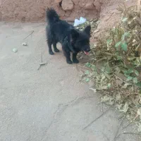 سگ پامرانین روباهی‌|سگ|سمنان, |دیوار