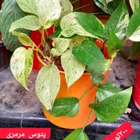 گلهای با کیفیت|گل و گیاه طبیعی|کرمانشاه, |دیوار