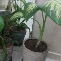 گل دیفن باخیا