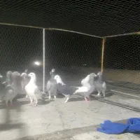 کفتر پلاکی پرشی|پرنده|شیراز, کرونی(خاتونک)|دیوار