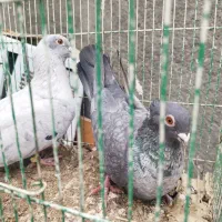 کبوتر موشی|پرنده|چناران, |دیوار