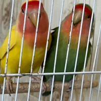 طوطی برزیلی سرحال و بازیگوش