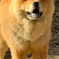 سگ توله چاو چاو اصلی|سگ|تهران, نیروی هوایی (پیروزی)|دیوار