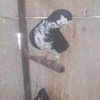 شهری