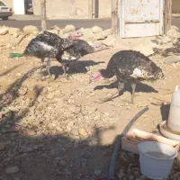 فروش بوقلمون محلی