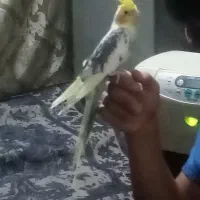 عروس هلندی دستی