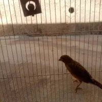 قناری نر|پرنده|شیراز, سینما سعدی|دیوار