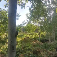 باغ انگور وگردو در زنگنه