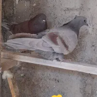 کفتر پرشی یجا|پرنده|قرچک, شهرک گلها|دیوار