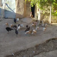فروش بوقلمون