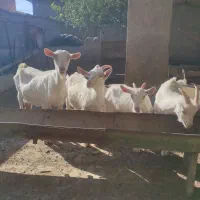 بز سانن درجه یک