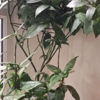 آکوبا شمشاد ژاپنی|گل و گیاه طبیعی|تهران, جماران (نیاوران)|دیوار