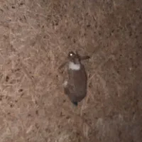 خرگوش فروشی|موش و خرگوش|قم, شهرک قدس|دیوار