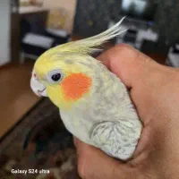 طوطی عروس با قفس|پرنده|رشت, عینک|دیوار