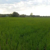 زمین مسکونی شالیزار هکتاری.رشت.کوچصفهان|فروش زمین و ملک کلنگی|رشت, بلوار گیلان|دیوار