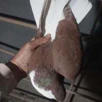 دوتاسیاه نر