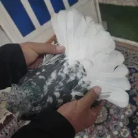 کوهی دم سفید شیبان|پرنده|باوی, |دیوار