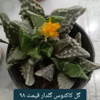 انواع گل کاکتوس گل آپارتمانی گل شکوفه|گل و گیاه طبیعی|نجفآباد, ریاضی|دیوار