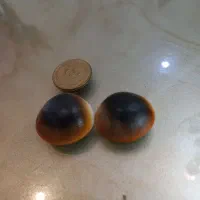 سیاه مهره تضمین برگشت