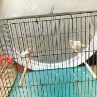 جفت ایزابل درشت مولد مولد|پرنده|چمران, |دیوار