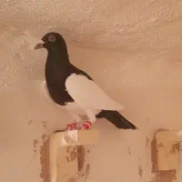 کفتر سوراخ|پرنده|کرمان, |دیوار