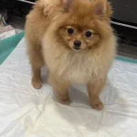 سگ پامرانین|سگ|رودسر, |دیوار