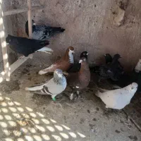 ۱۲عدد گرفتنی  ضربه همه باهم