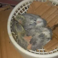 ۱۴۵۱۴۵