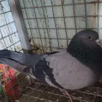 کبوتر گمشده