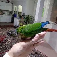 گرینچیک مولد . عروس ماده البینو|پرنده|قم, شهرک امام حسین|دیوار