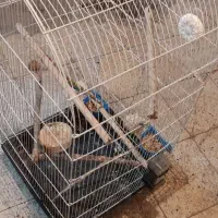 قفس بزرگ پرنده