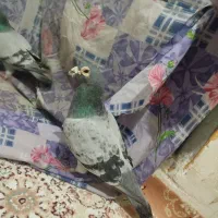 کفتر|پرنده|اردبیل, |دیوار