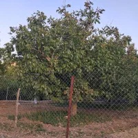 باغ گردو نقلی خوش قواره موقعیت خوب سراشیان کرمجگان|فروش زمین و ملک کلنگی|قم, مسکن مهر|دیوار
