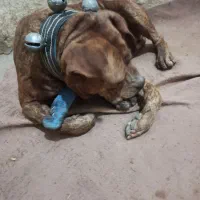 سگ پیتبول آمریکن بولی پوکت ماده دم فحل نگهبان|سگ|مشهد, شهرک مهر آباد|دیوار