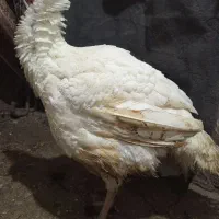 بوغلمون|حیوانات مزرعه|مشهد, شهید قربانی|دیوار