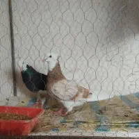 شازده آلیام|پرنده|ویلکیج, |دیوار