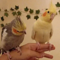عروس هلندی مولد